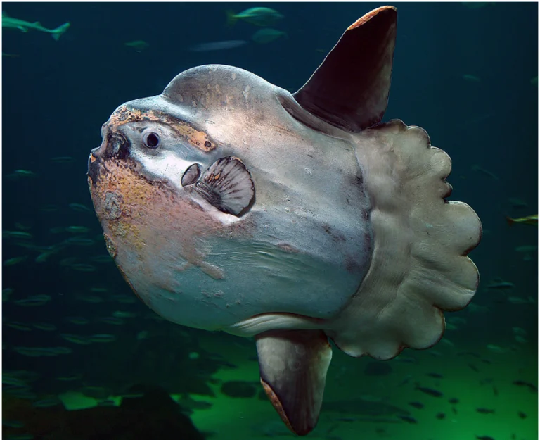 Sunfish: Ikan Aneh yang Membuat Rekor di West Virginia dan Menghibur di Laut Inggris