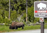 Video Menarik: Bison Menyeruduk Mobil di Yellowstone, Sementara Berita Lainnya Menghebohkan Dunia