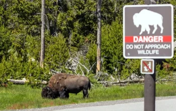 Video Menarik: Bison Menyeruduk Mobil di Yellowstone, Sementara Berita Lainnya Menghebohkan Dunia