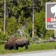 Video Menarik: Bison Menyeruduk Mobil di Yellowstone, Sementara Berita Lainnya Menghebohkan Dunia