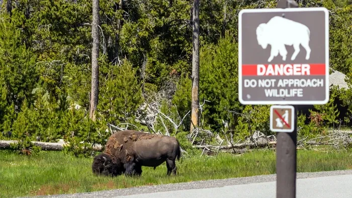 Video Menarik: Bison Menyeruduk Mobil di Yellowstone, Sementara Berita Lainnya Menghebohkan Dunia
