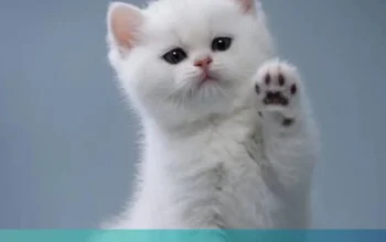 Hari Kucing Sedunia: Mengenal Lebih Dekat tentang Kucing dan Upaya Konservasi