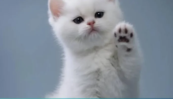 Hari Kucing Sedunia: Mengenal Lebih Dekat tentang Kucing dan Upaya Konservasi