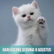 Hari Kucing Sedunia: Mengenal Lebih Dekat tentang Kucing dan Upaya Konservasi