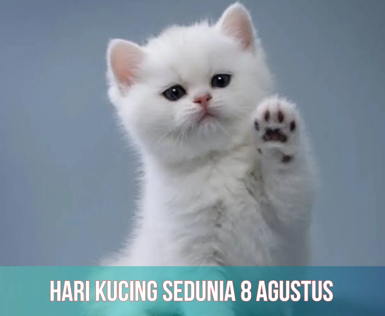 Hari Kucing Sedunia: Mengenal Lebih Dekat tentang Kucing dan Upaya Konservasi