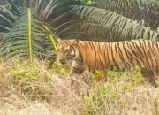 Harimau Sumatra Melintas di Teluk Lanus, Empat Orang Membeku di Tengah Hutan
