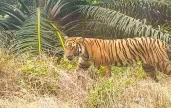 Harimau Sumatra Melintas di Teluk Lanus, Empat Orang Membeku di Tengah Hutan