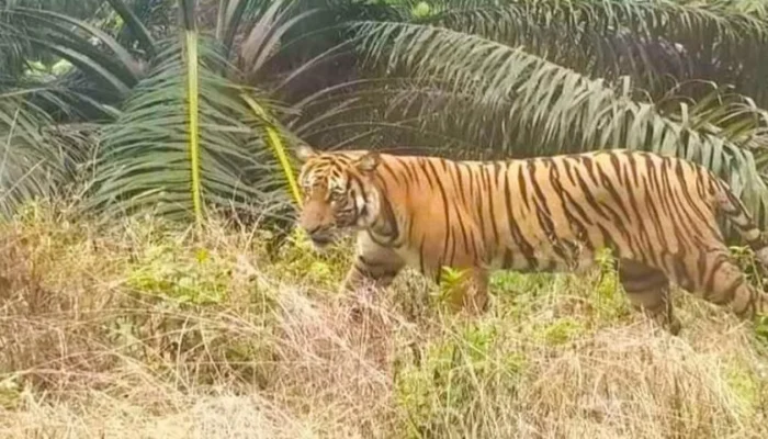 Harimau Sumatra Melintas di Teluk Lanus, Empat Orang Membeku di Tengah Hutan