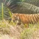 Harimau Sumatra Melintas di Teluk Lanus, Empat Orang Membeku di Tengah Hutan