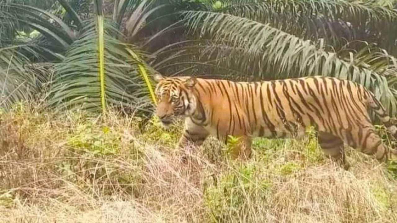 Harimau Sumatra Melintas di Teluk Lanus, Empat Orang Membeku di Tengah Hutan