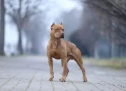 Jon Bernthal: Ketakutan terhadap Anjing Pit Bull adalah 'Rasisme Anjing'