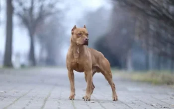Jon Bernthal: Ketakutan terhadap Anjing Pit Bull adalah 'Rasisme Anjing'