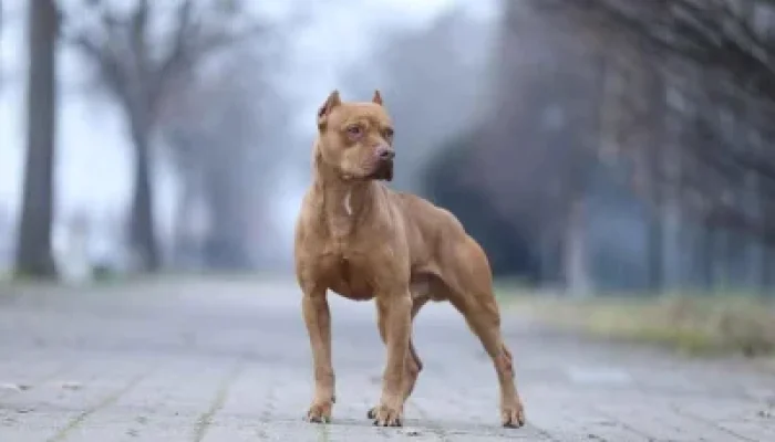 Jon Bernthal: Ketakutan terhadap Anjing Pit Bull adalah ‘Rasisme Anjing’