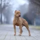 Jon Bernthal: Ketakutan terhadap Anjing Pit Bull adalah ‘Rasisme Anjing’