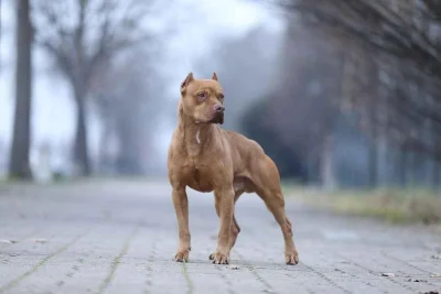 Jon Bernthal: Ketakutan terhadap Anjing Pit Bull adalah 'Rasisme Anjing'