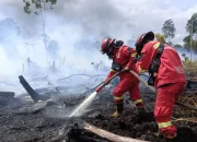 Kebakaran di New Forest dan M55: Dua Insiden Berbeda yang Mengganggu Aktivitas Masyarakat