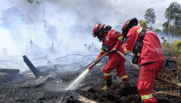 Kebakaran di New Forest dan M55: Dua Insiden Berbeda yang Mengganggu Aktivitas Masyarakat