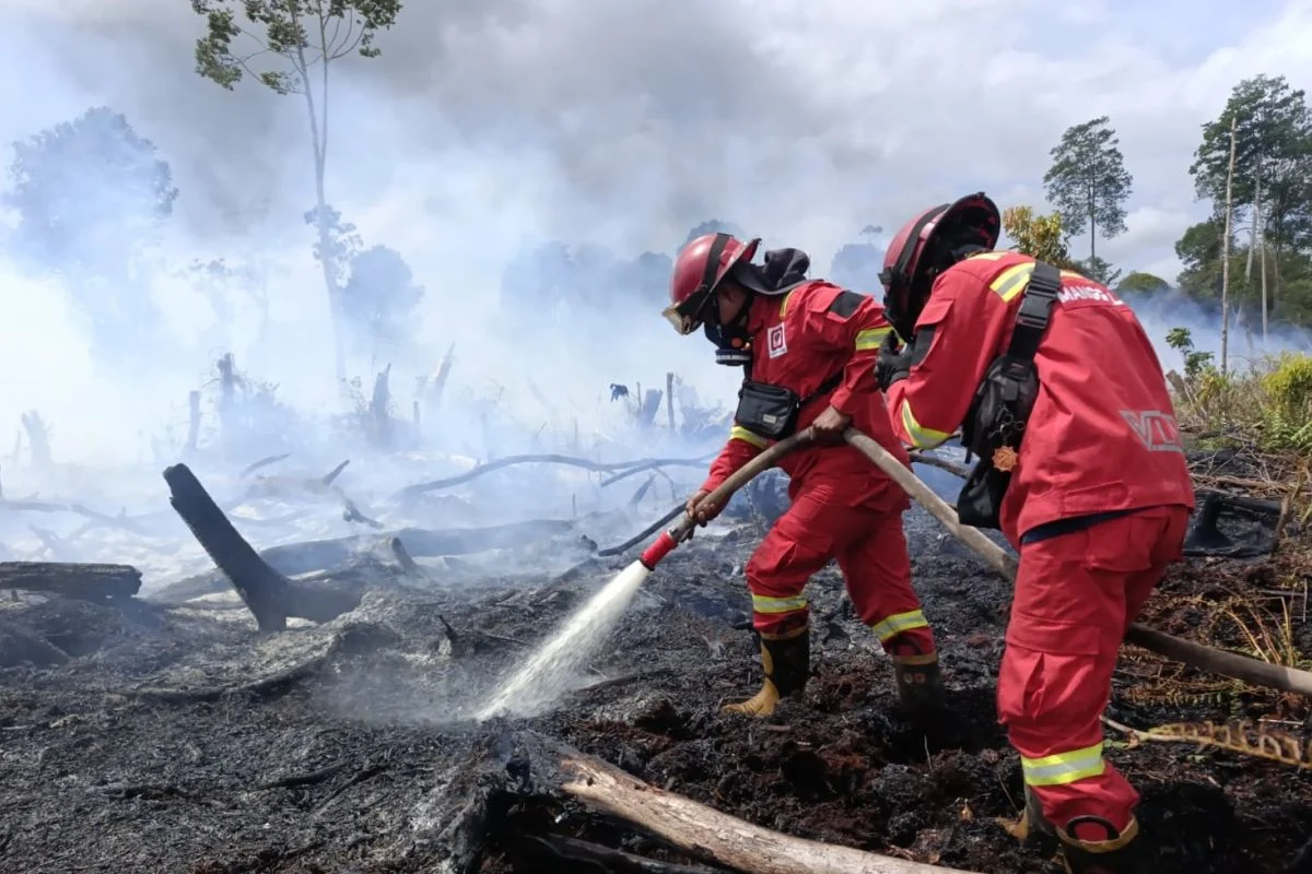 Kebakaran di New Forest dan M55: Dua Insiden Berbeda yang Mengganggu Aktivitas Masyarakat
