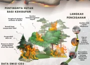 Kebakaran Hutan dan Lahan Meluas, Pemerintah Diminta Perkuat Langkah Pencegahan