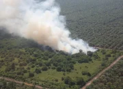 Kebakaran Lahan Gambut dan Kasus Kematian Gajah di Areal Perkebunan Kelapa Sawit