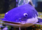 Mengenal Lele Biru, Ikan yang Unik dari Amerika Serikat