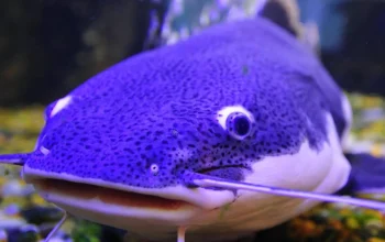 Mengenal Lele Biru, Ikan yang Unik dari Amerika Serikat