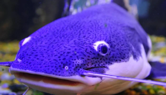 Mengenal Lele Biru, Ikan yang Unik dari Amerika Serikat