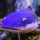 Mengenal Lele Biru, Ikan yang Unik dari Amerika Serikat