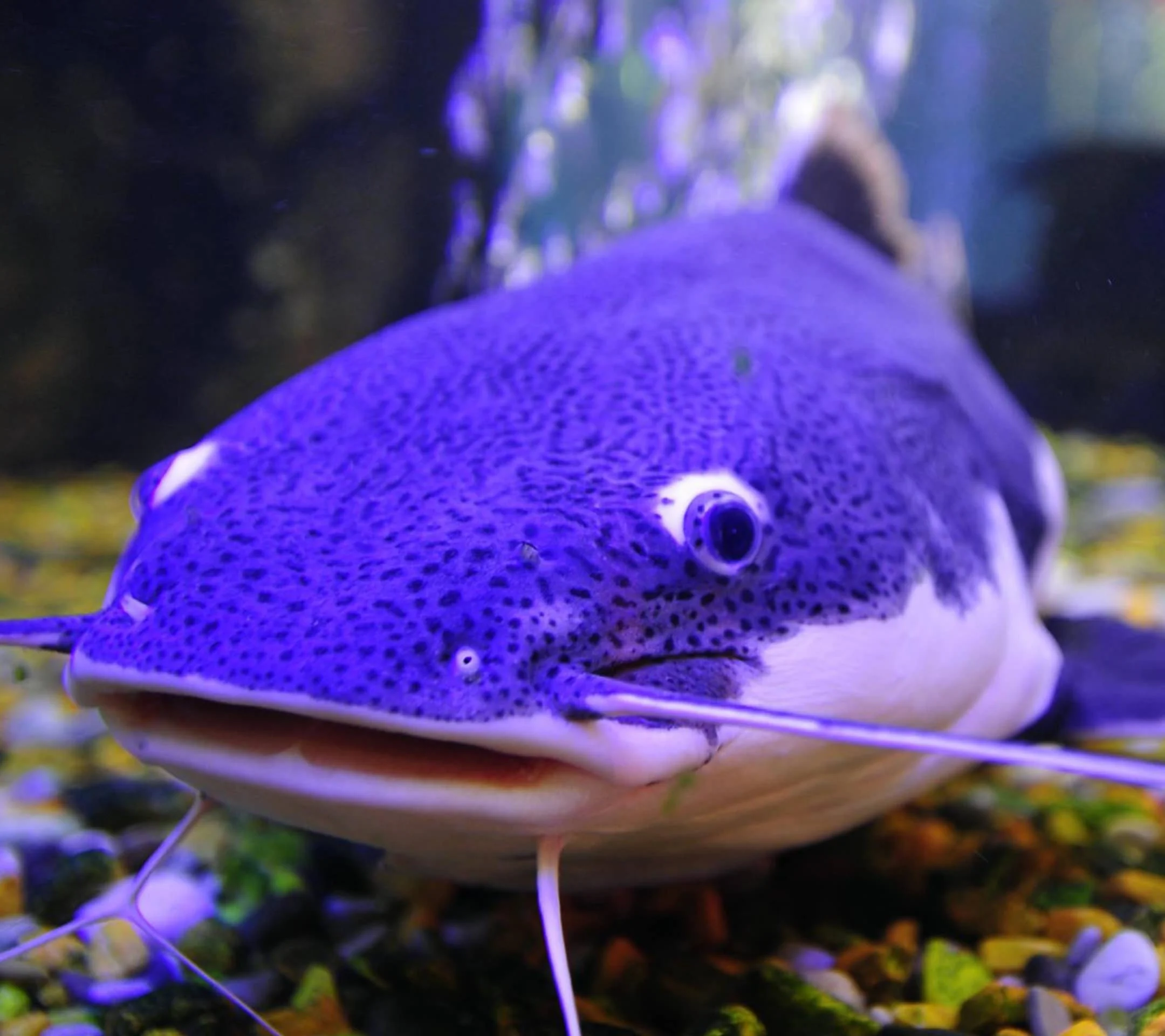 Mengenal Lele Biru, Ikan yang Unik dari Amerika Serikat