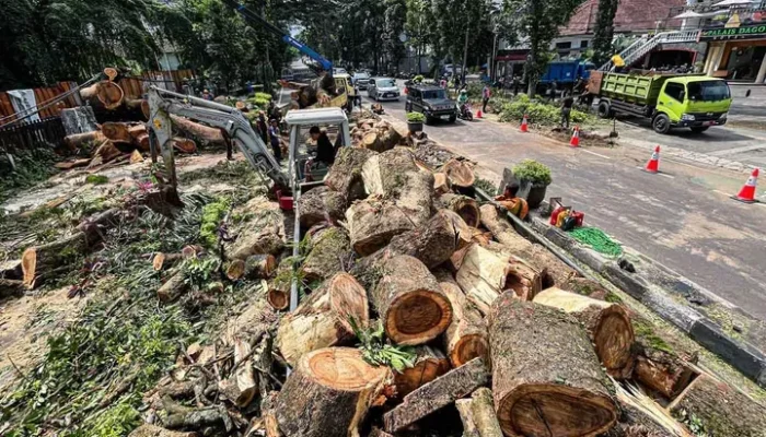 Penebangan Pohon di Bandung: Kasus yang Menimbulkan Keprihatinan dan Tuntutan Hukum