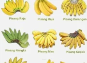 Pisang: Buah yang Kaya Manfaat dan Variasi Kuliner