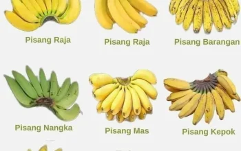 Pisang: Buah yang Kaya Manfaat dan Variasi Kuliner