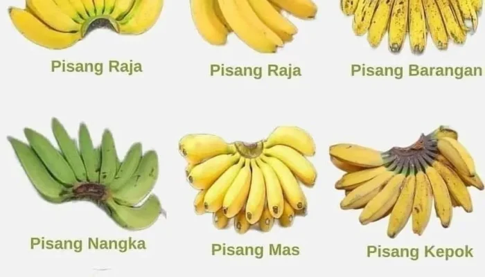 Pisang: Buah yang Kaya Manfaat dan Variasi Kuliner